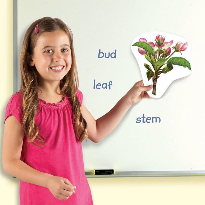 Learning Resources Riesiger magnetischer Lebenszyklus einer Pflanze