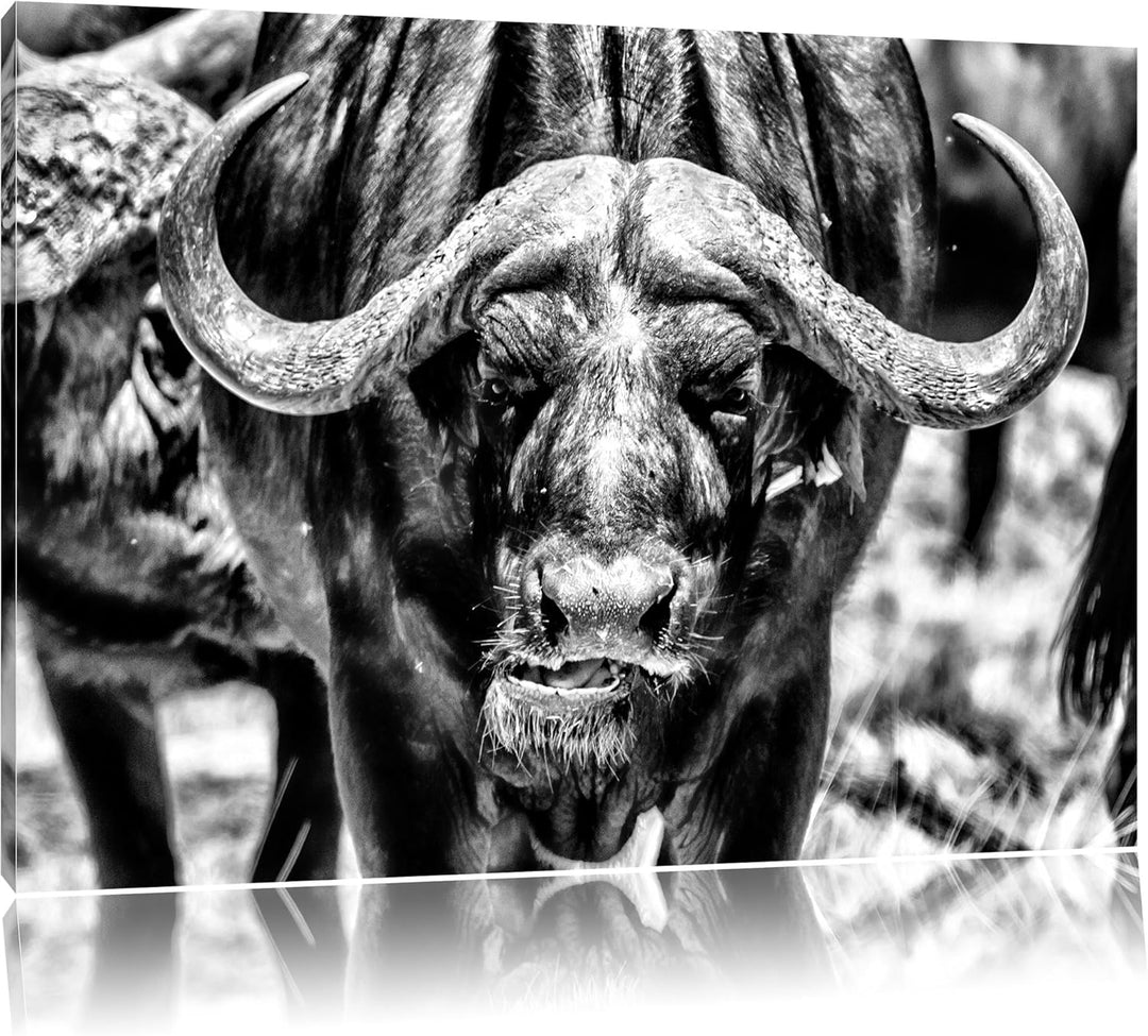 Pixxprint Monocrome, Wasserbüffel Schwarz/weiss, Format: 100x70 auf Leinwand, 100x70