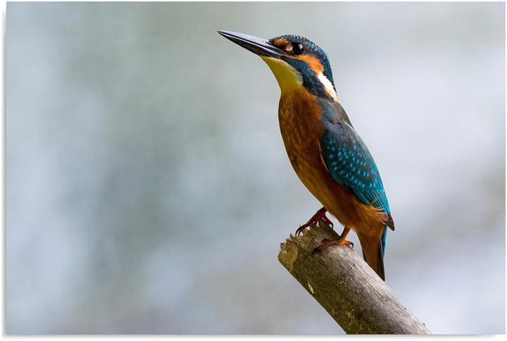 Feeby. Wandbild - 1 Teilig - 50x70 cm, Leinwand Bild Leinwandbilder Bilder Wandbilder Kunstdruck, VO