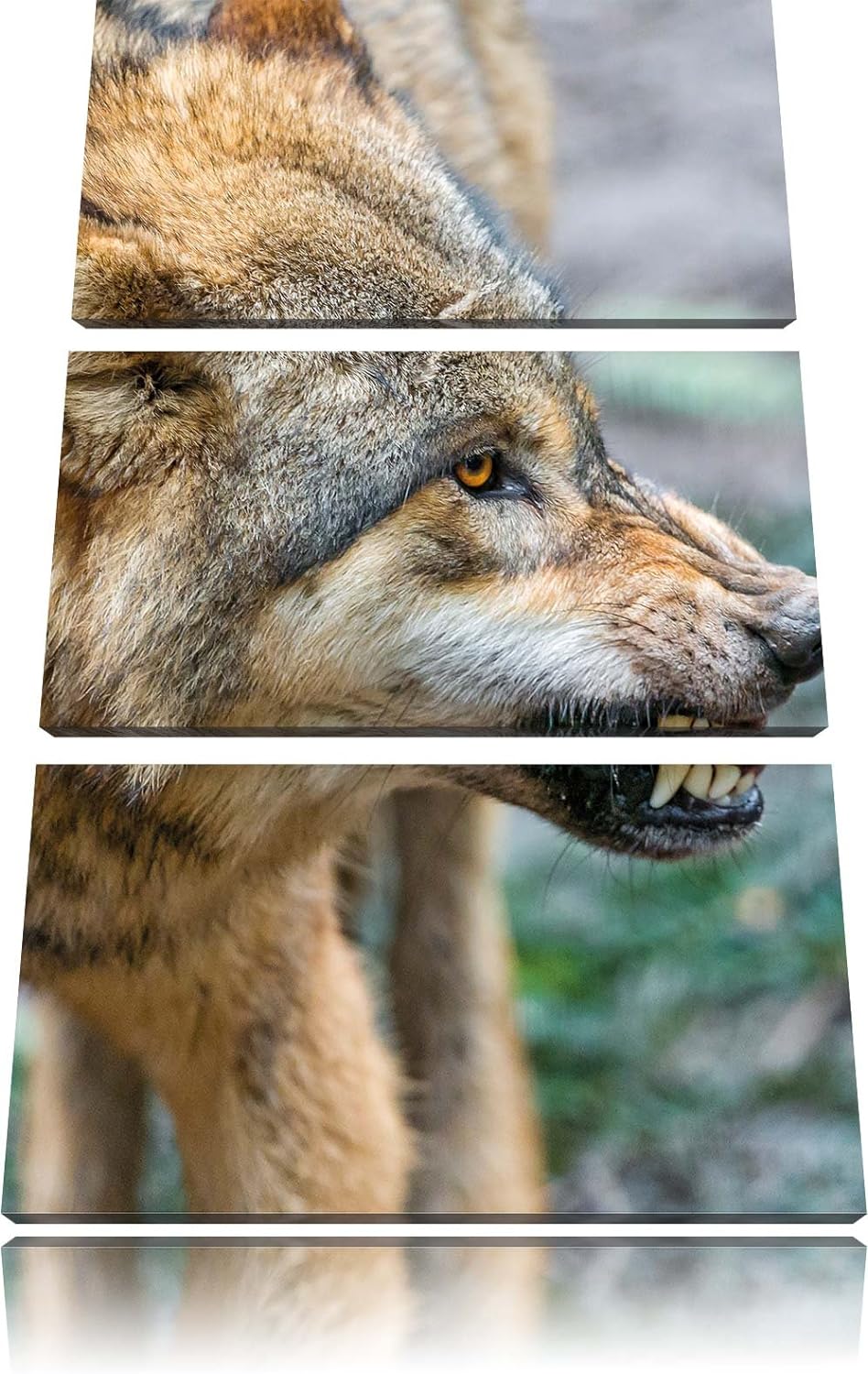 Pixxprint knurrender Wolf 3-Teiler Leinwandbild 120x80 Bild auf Leinwand