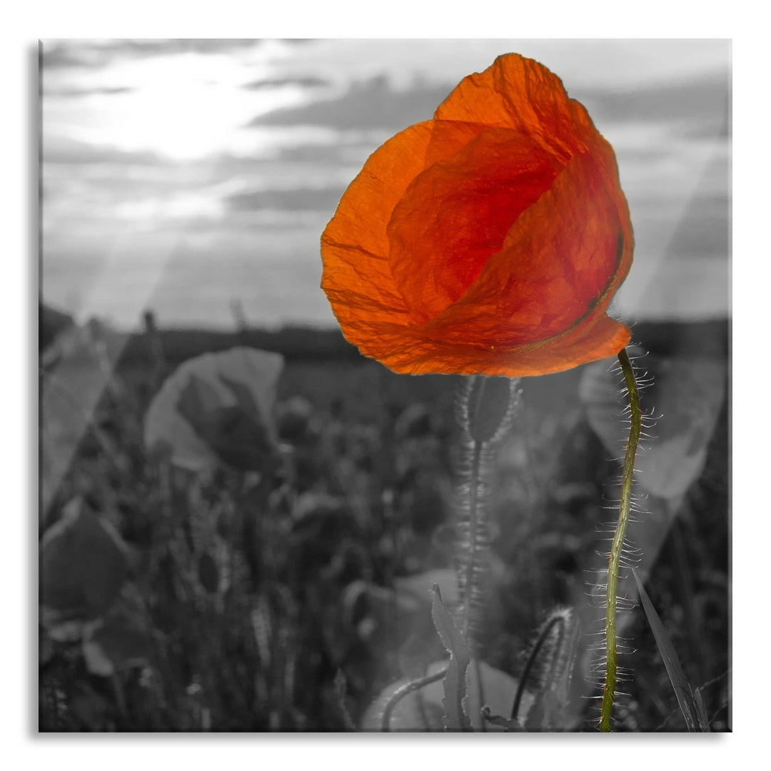 Pixxprint Glasbild | Wandbild auf Echtglas | Mohnfeld | 40x40 cm | inkl. Aufhängung und Abstandshalt