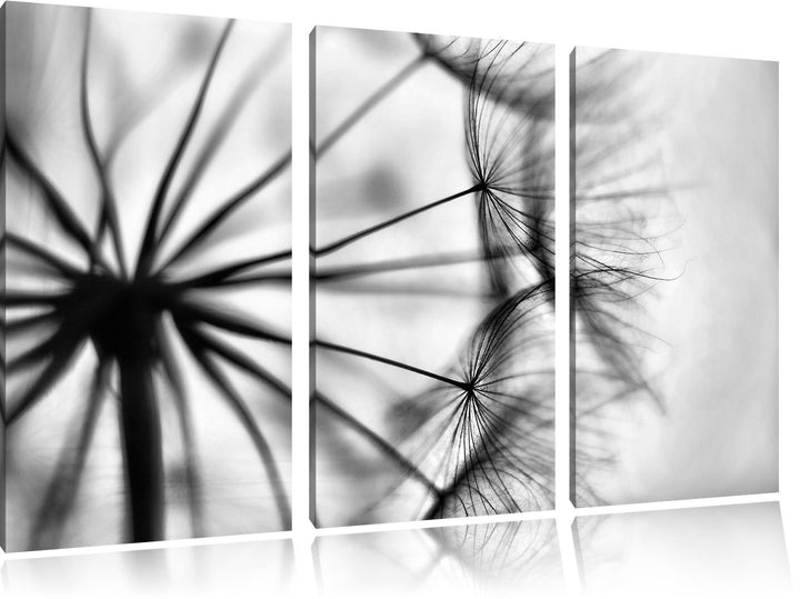 Pixxprint Weisse Pusteblumen als Leinwandbild/Grösse: 3 Teilig (120x80) cm/Wandbild/Kunstdruck/ferti