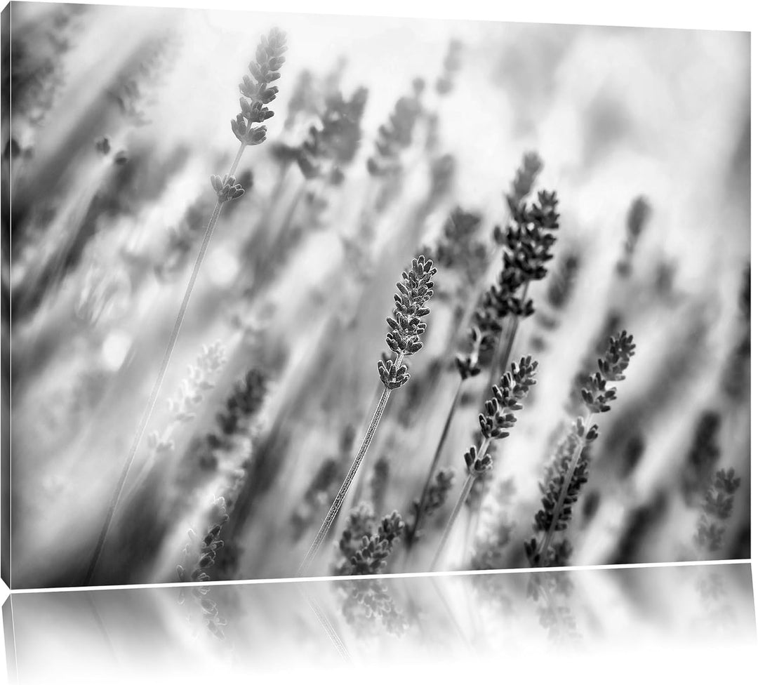 Pixxprint Monocrome, Schöner Lavendel im sanften Licht, Format: 100x70 auf Leinwand, XXL riesige Bil