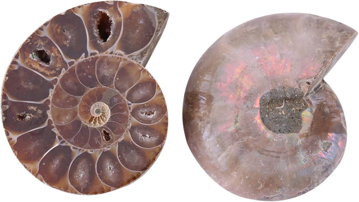 2 X AmmonitExemplar, Natürliches AmmonitExemplar Shell Madagaskar(4cm/1.57inch), 4cm/1.57inch