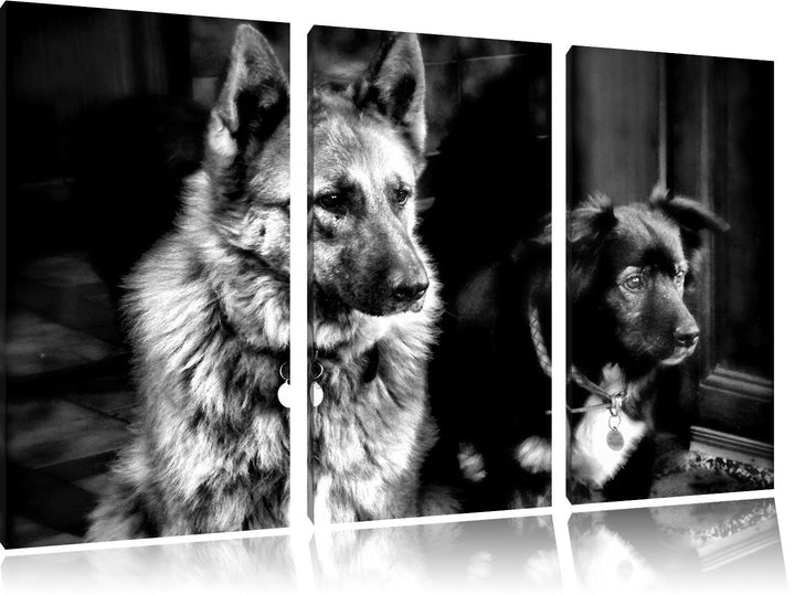 Pixxprint Zwei Hunde auf dem Teppich als Leinwandbild/Grösse: 3 Teilig (120x80) cm/Wandbild/Kunstdru