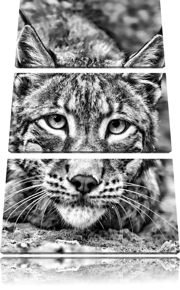 Pixxprint wachsamer Luchs als Leinwandbild/Grösse: 3 Teilig (120x80) cm/Wandbild/Kunstdruck/fertig b