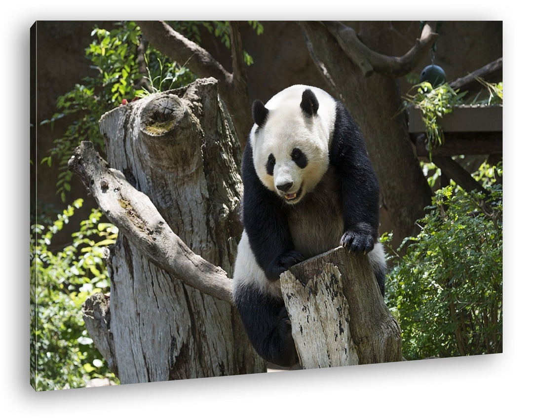 deyoli knuffiger Panda Format: 80x60 als Leinwandbild, Motiv fertig gerahmt auf Echtholzrahmen, Hoch