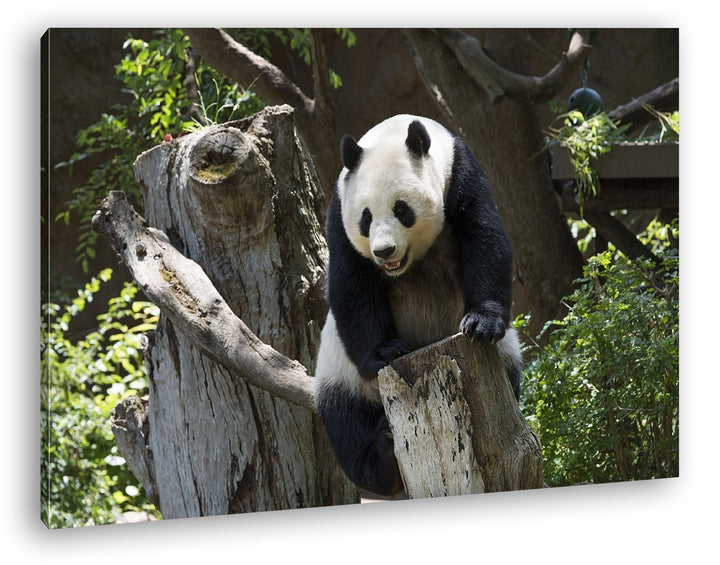 deyoli knuffiger Panda Format: 80x60 als Leinwandbild, Motiv fertig gerahmt auf Echtholzrahmen, Hoch
