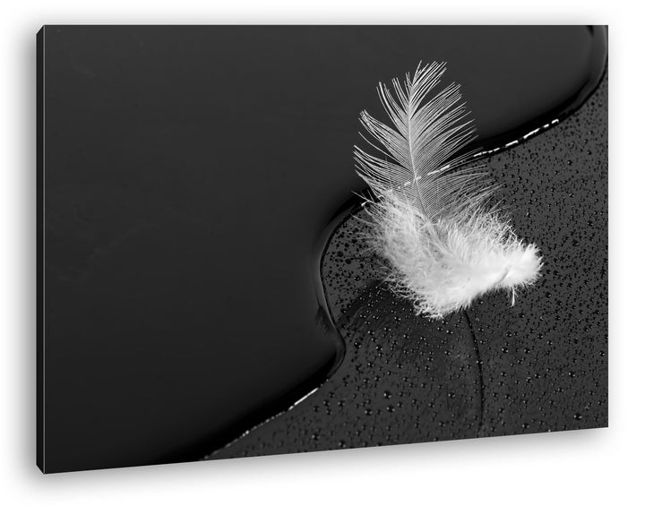 deyoli schöne Feder mit Wassertropfen Effekt: Schwarz/Weiss im Format: 60x40 als Leinwandbild, Motiv