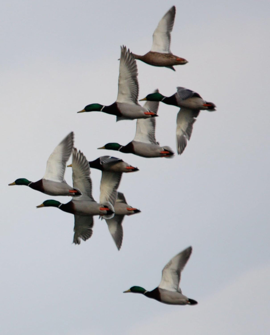 PRIMOS Pro Mallard Call