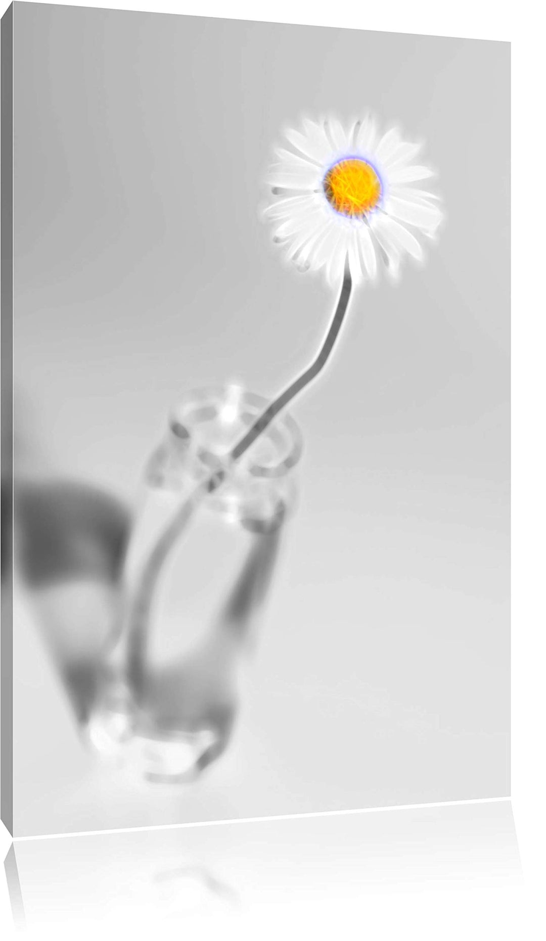 zartes Gänseblümchen im stilvollen Glas schwarz/weiss Deluxe Format: 100x70 cm auf Leinwand, XXL rie