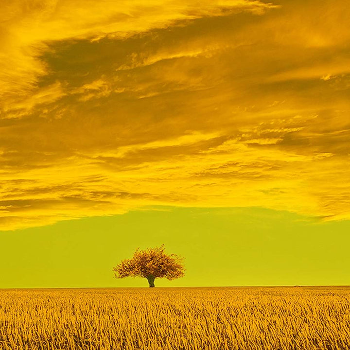 Feeby Bilder Abstrakt 300x140 cm - Leinwandbild 5 Teilig XXL Kunstdruck Wiese Wolke orange Leinwandb
