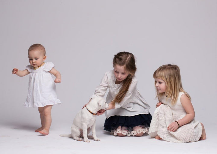 Bernsteinkette Hund, Bernstein Halsband Hund, Zeckenschutz Katze & Hunde, 100% Baltischer Bernstein