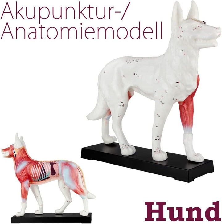 Akupunktur Anatomie TCM Hundekörper Modell Figur Akupunkturmodell Lehrmittel Hund Tier Muskelmodell