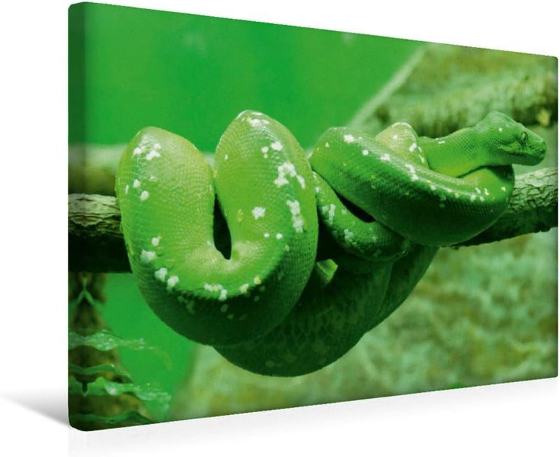 CALVENDO Grüne Baumpython (Morelia Viridis) 45x30cm, 45x30cm