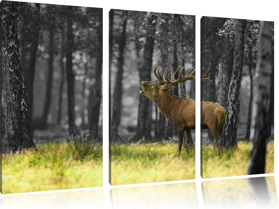Pixxprint röhrender Hirsch im Wald als Leinwandbild | Grösse: 3 Teilig (120x80) | Wandbild| Kunstdru