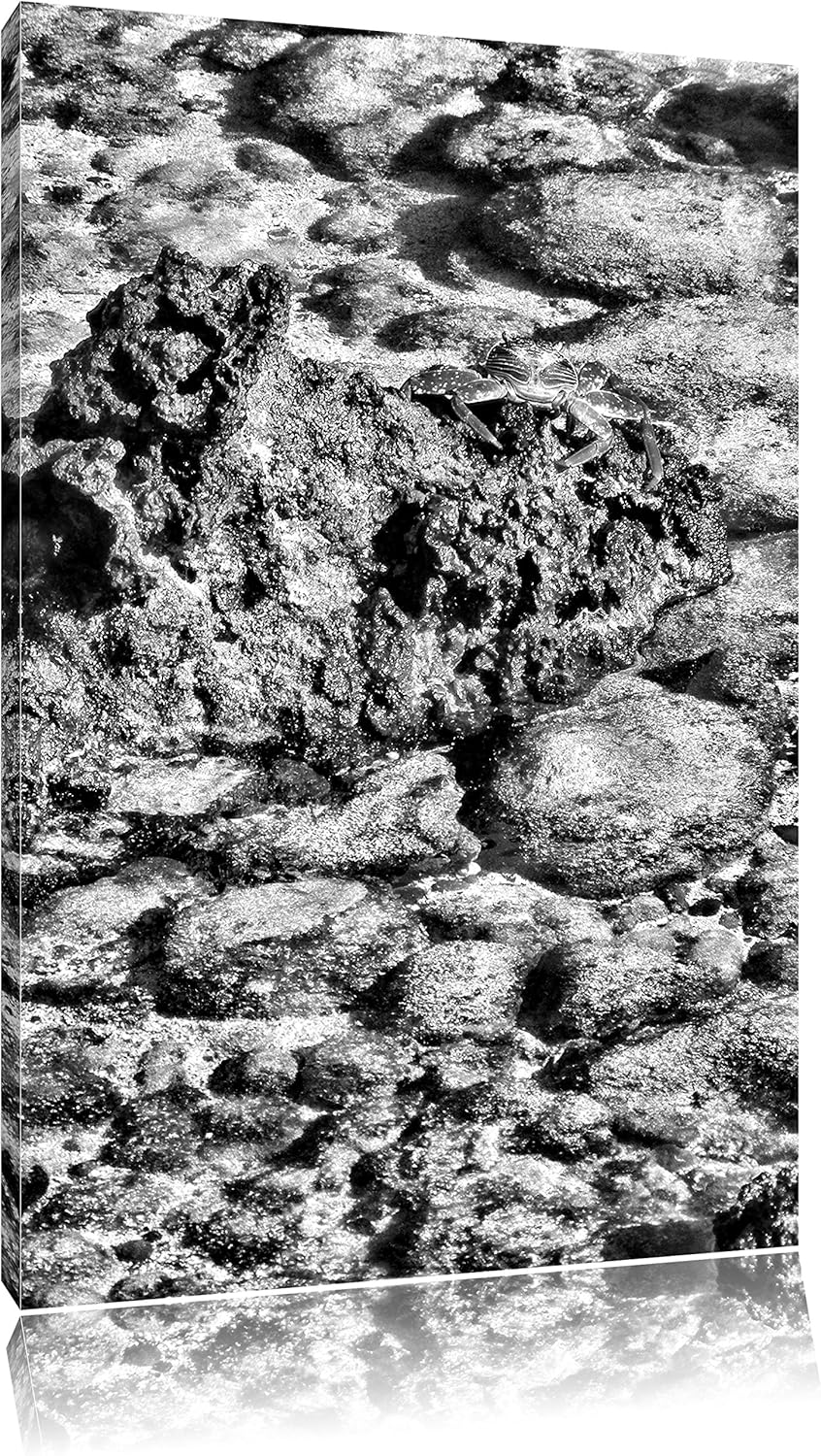 Pixxprint Monocrome, rote Krabbe auf Stein, Format: 100x70 auf Leinwand, riesige Bilder fertig gerah