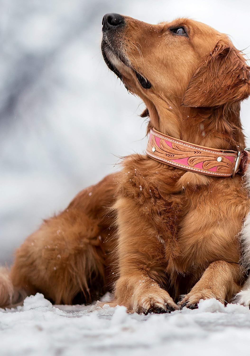 MICHUR Pinklady Hundehalsband Leder, Lederhalsband Hund, Halsband, Leder, BEIGE, Caramel, Braun, PIN