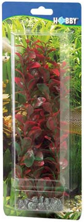 Hobby Ludwigia, 34 cm (Packung mit 4), 34 cm (Packung mit 4)