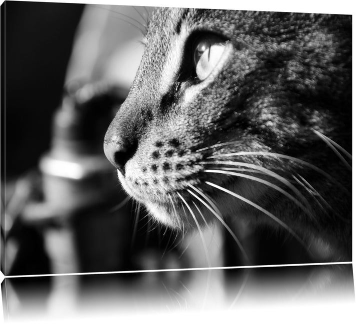 Dark anmutige Katze im Seitenprofilauf Leinwand, XXL riesige Bilder fertig gerahmt mit Keilrahmen, K
