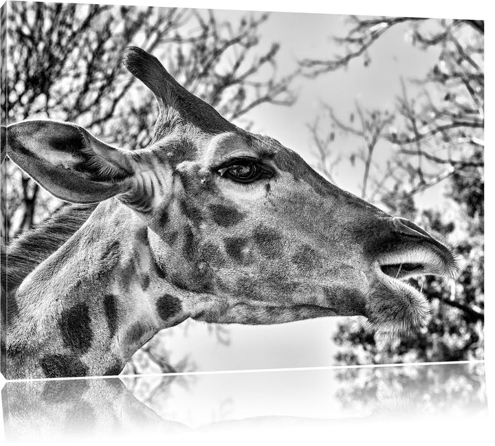 Pixxprint Monocrome, anmutige Giraffe isst, Format: 100x70 auf Leinwand, 100x70