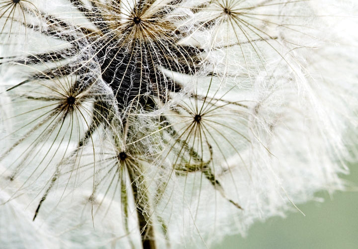 murando - Bilder Pusteblume 150x50 cm Vlies Leinwandbild 1 tlg Kunstdruck modern Wandbilder XXL Wand