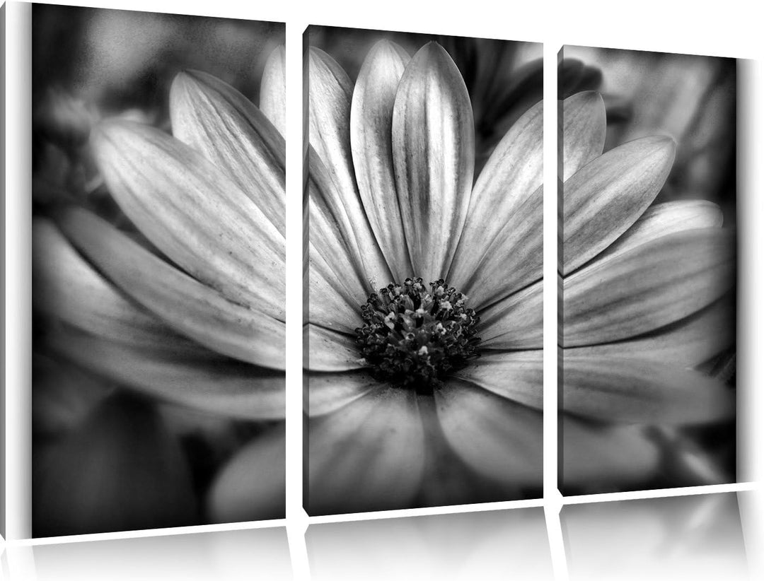 Pixxprint aussergewöhnliche Blume / 3-Teilig/Gesamtmass 120cm Leinwandbild bespannt auf Holzrahmen/W