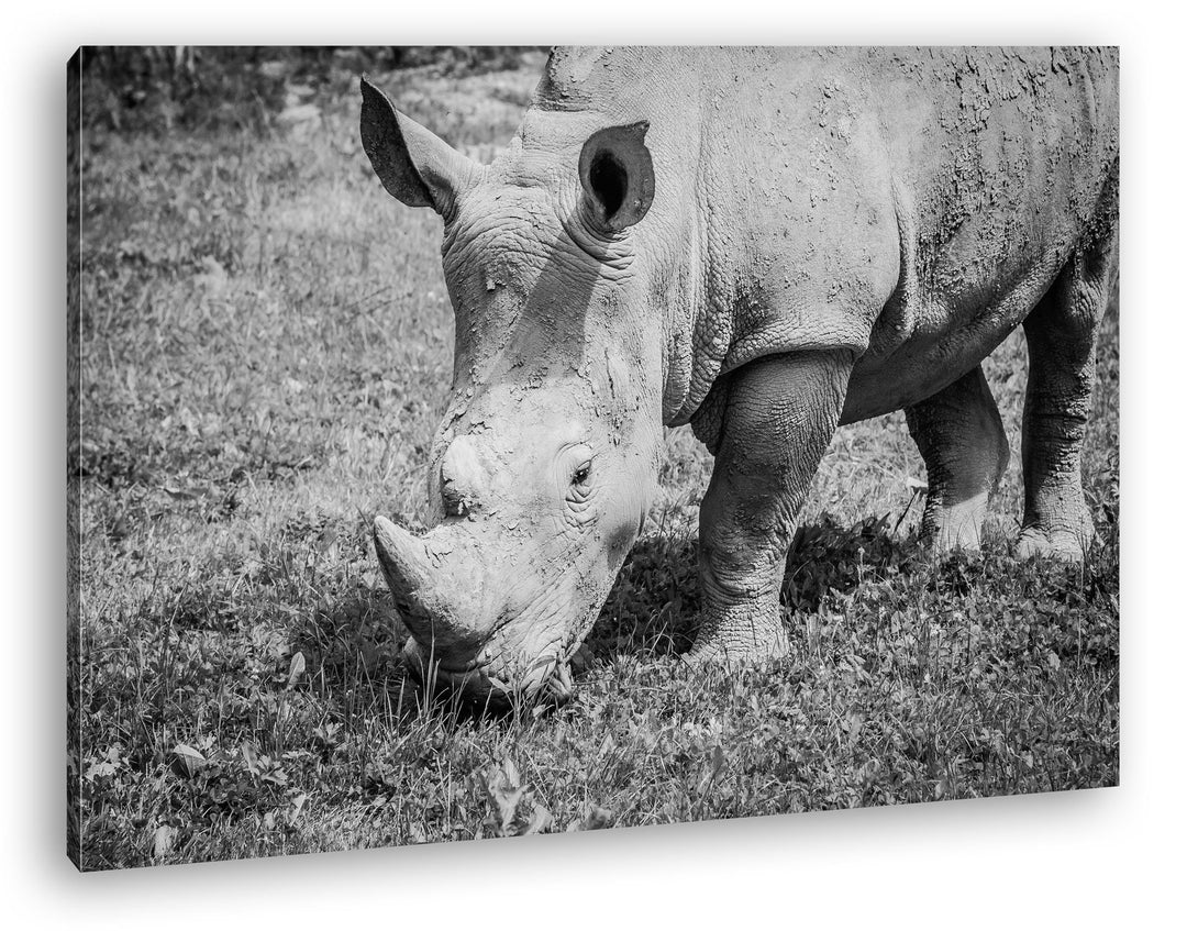 deyoli edles Nashorn Format: 60x40 Effekt: Schwarz/Weiss als Leinwand, Motiv fertig gerahmt auf Echt