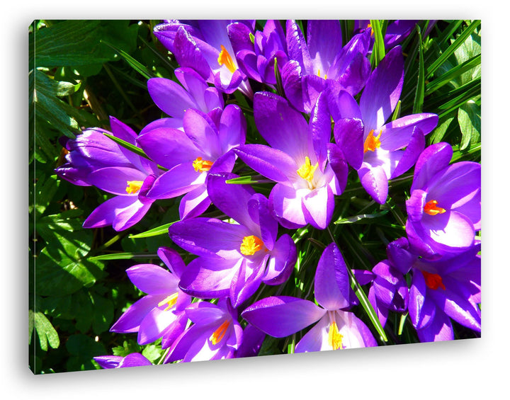 deyoli malerische Krokusse im Frühling Format: 80x60 als Leinwandbild, Motiv fertig gerahmt auf Echt