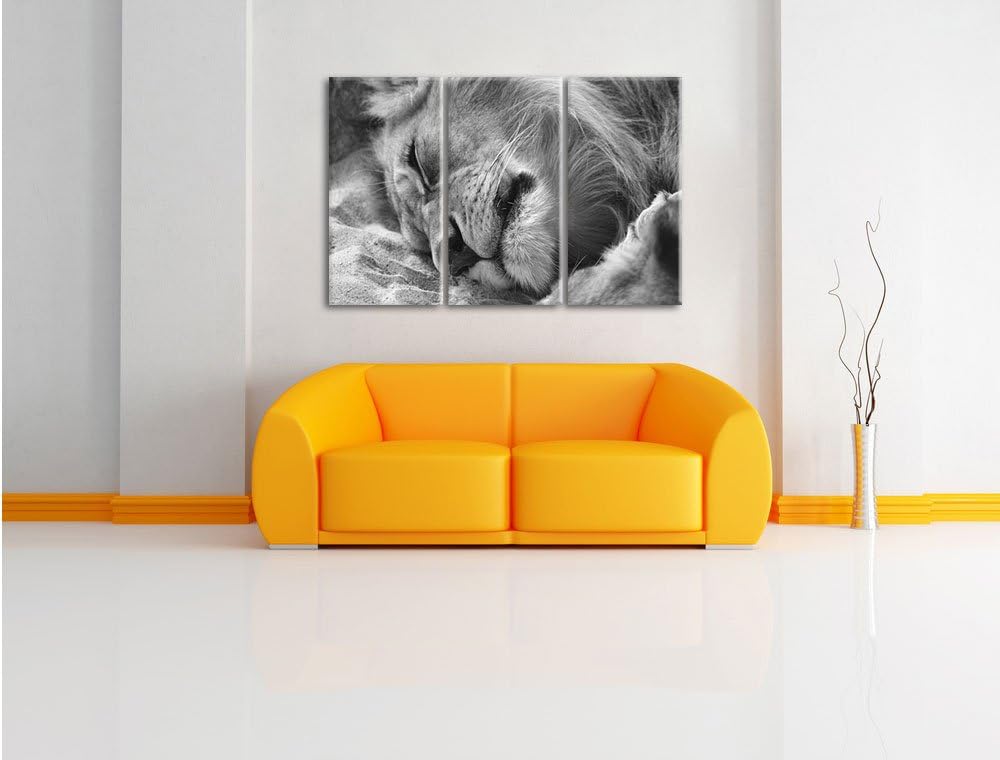 Pixxprint schlafender Löwe Kunst B&W als Leinwandbild/Grösse: 3 Teilig (120x80 cm) cm/Wandbild/Kunst