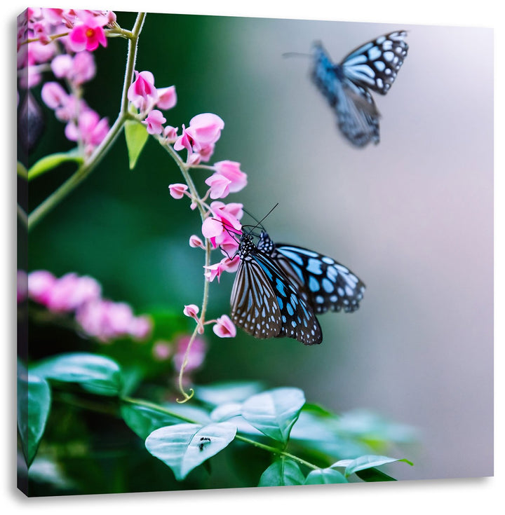 Pixxprint schöne Schmetterlinge auf rosa Blumen, Format: 70x70 auf Leinwand, 70x70