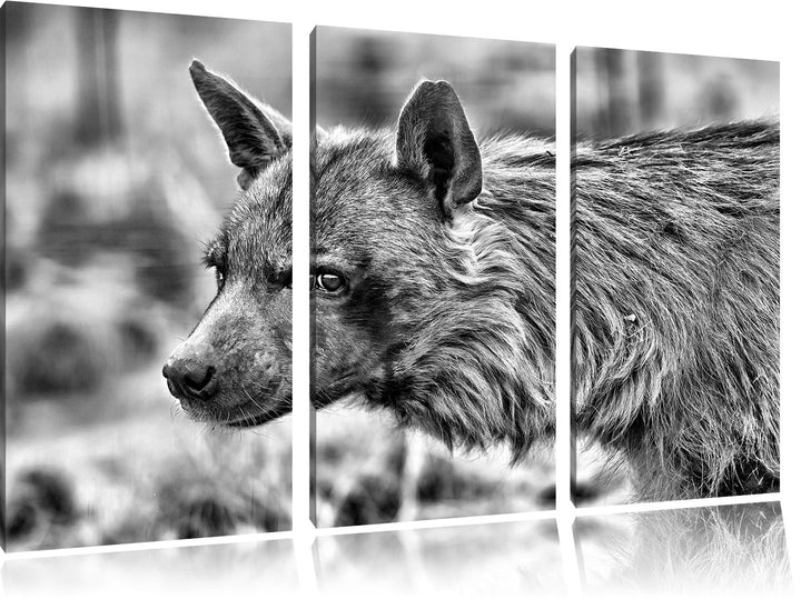 Pixxprint anmutige Hyäne im Wildgras als Leinwandbild/Grösse: 3 Teilig (120x80) cm/Wandbild/Kunstdru