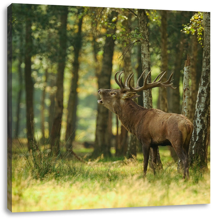 Pixxprint Hirsch im Wald, Format: 70x70 auf Leinwand, XXL riesige Bilder fertig gerahmt mit Keilrahm