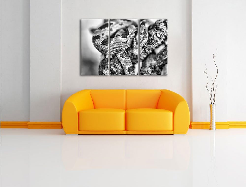 Pixxprint ruhende Kornnatter als Leinwandbild/Grösse: 3 Teilig (120x80) cm/Wandbild/Kunstdruck/ferti