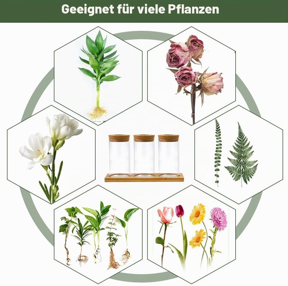 3Stk Pflanzenterrarium Hydrokultur Vermehrungsstation Pflanzen Anzuchtstation Ableger Pflanzen Glas