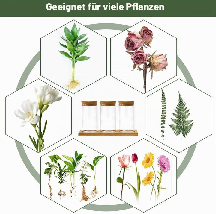 3Stk Pflanzenterrarium Hydrokultur Vermehrungsstation Pflanzen Anzuchtstation Ableger Pflanzen Glas