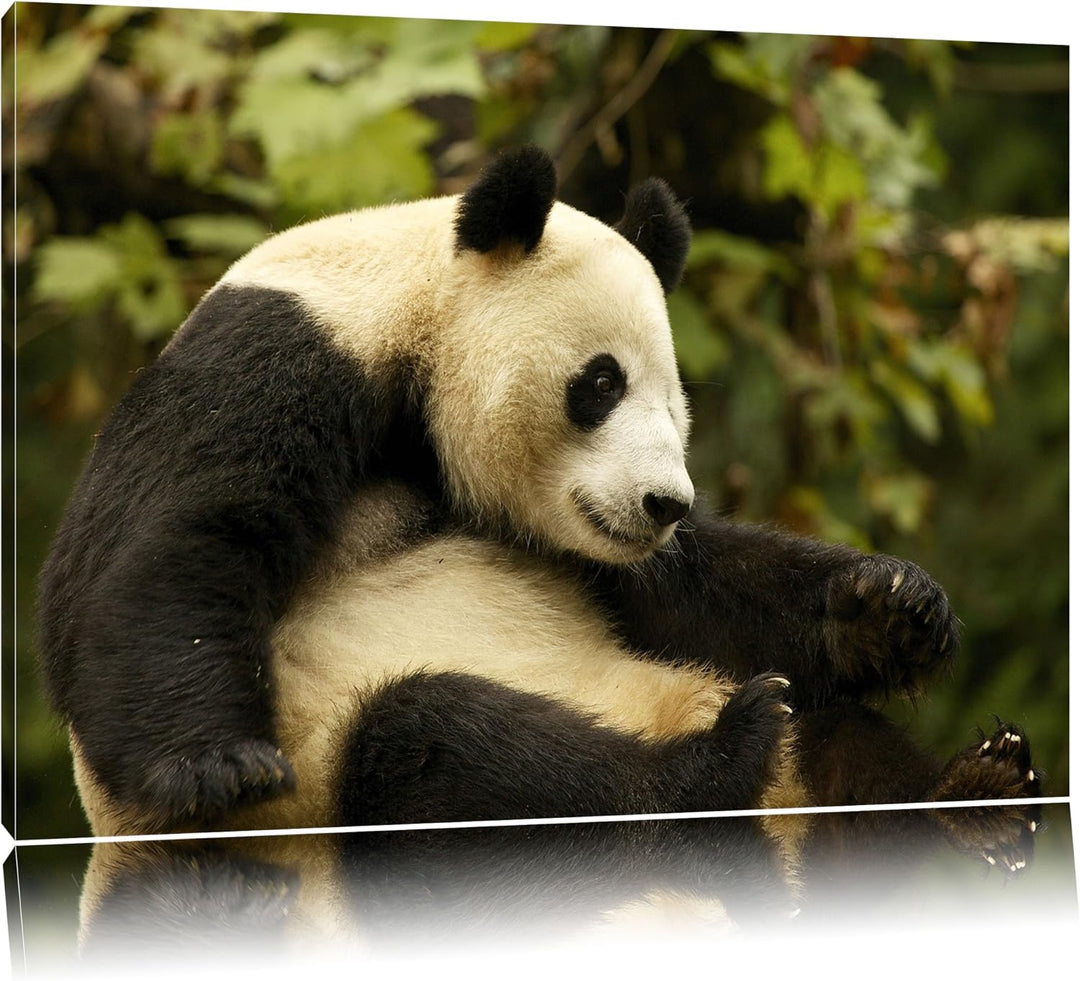 niedlicher Pandabär Leinwand, XXL riesige Bilder fertig gerahmt mit Keilrahmen, Kunstdruck auf Wandb