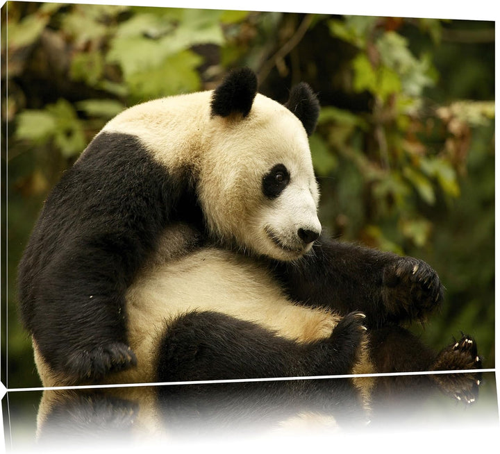niedlicher Pandabär Leinwand, XXL riesige Bilder fertig gerahmt mit Keilrahmen, Kunstdruck auf Wandb