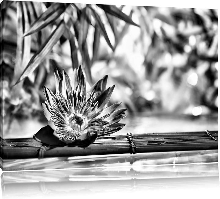 Pixxprint Seerose auf Bambus Wellness / 100x70cm Leinwandbild bespannt auf Holzrahmen/Wandbild Kunst