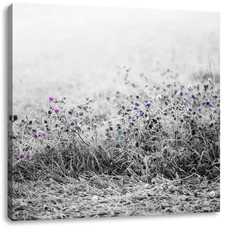 Pixxprint Distel Feld im Retro Look als Leinwandbild | Grösse: 70x70 cm | Wandbild| Kunstdruck | fer