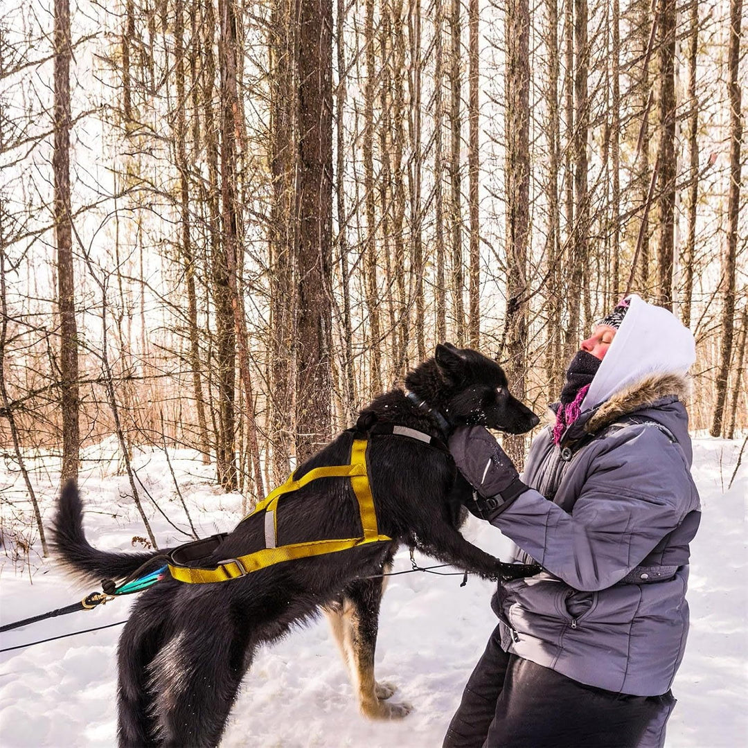 Mushing-Geschirr für Hundeschlittenübungen Bikejöring Skijöring Canicross Scootering – Robustes Haus