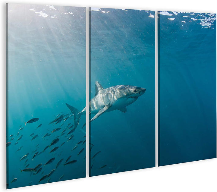 islandburner Bild auf Leinwand Grosser Weisser Hai Und Fischschwarm Bilder Wandbilder Poster 130x80c