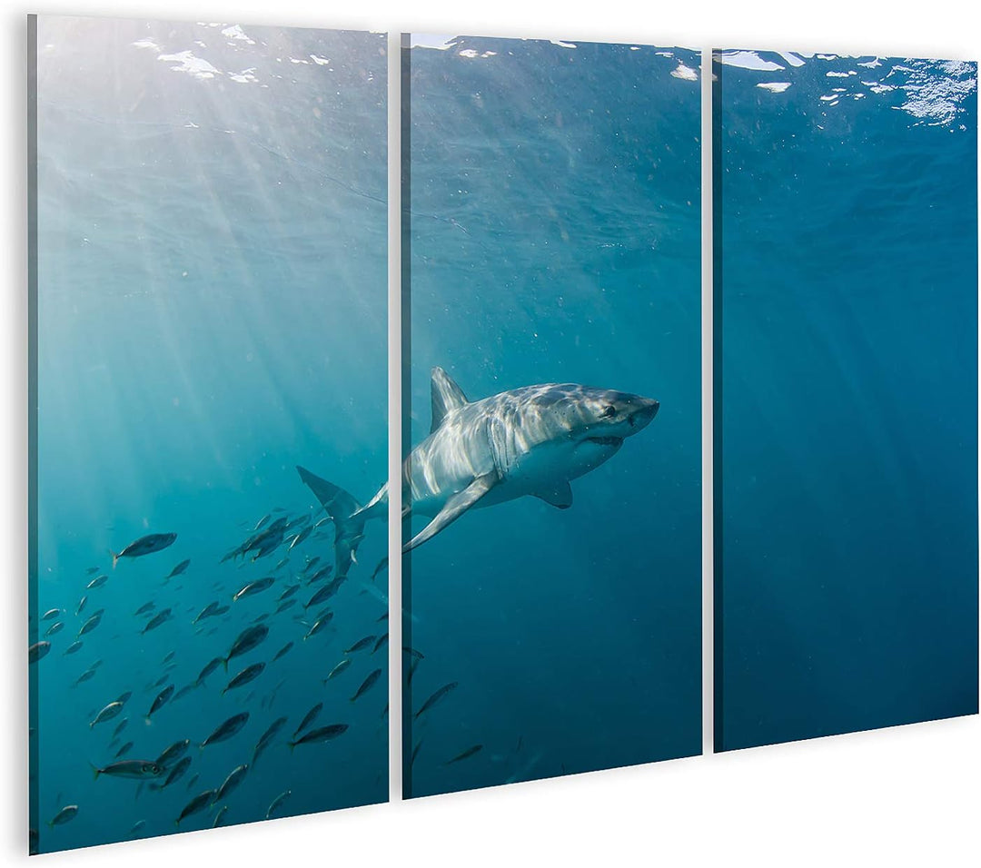islandburner Bild auf Leinwand Grosser Weisser Hai Und Fischschwarm Bilder Wandbilder Poster 130x80c