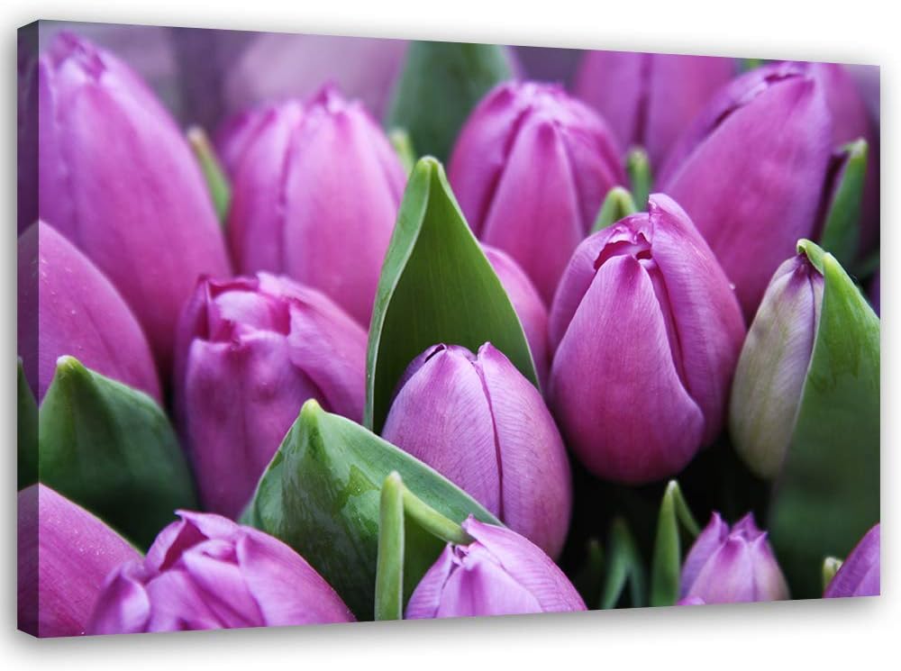 Feeby Bild auf Leinwand Tulpen Kunstdruck modern Natur Violett 80x60 cm Leinwandbild 80x60 cm Violet