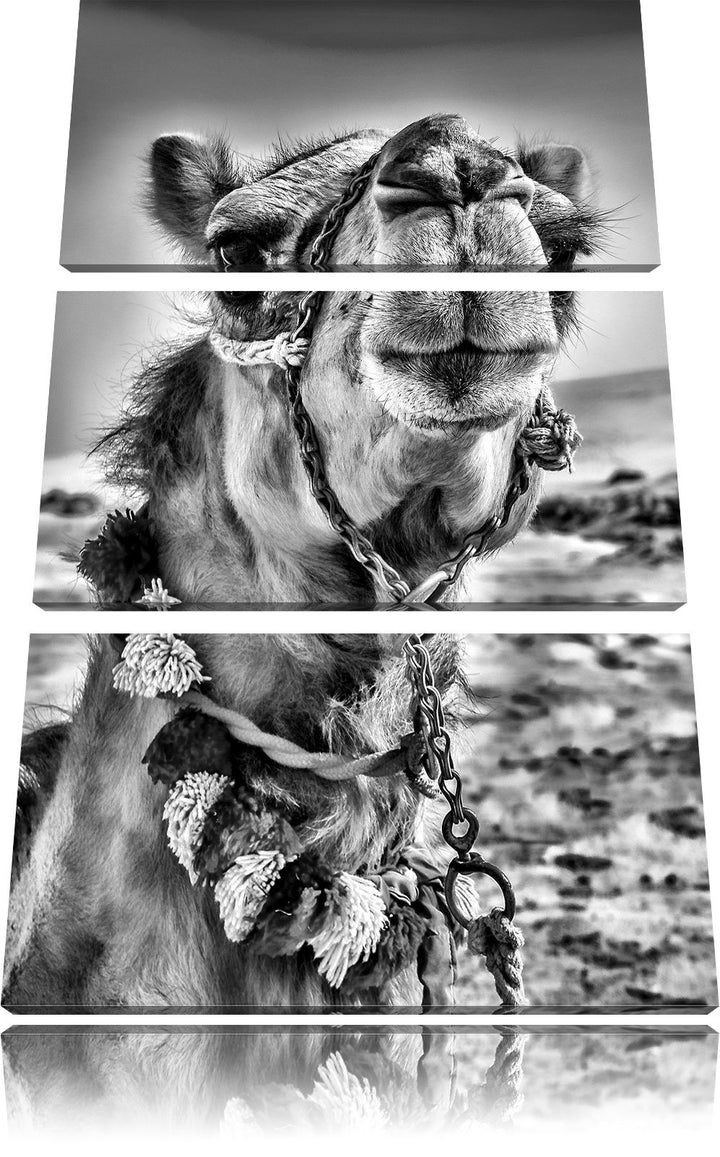 Pixxprint Lustiges Kamel in Wüste als Leinwandbild/Grösse: 3 Teilig (120x80) cm/Wandbild/Kunstdruck/
