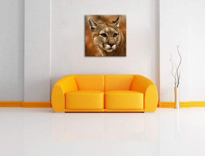 schöner Berglöwe, Format: 70x70 auf Leinwand, XXL riesige Bilder fertig gerahmt mit Keilrahmen, Kuns