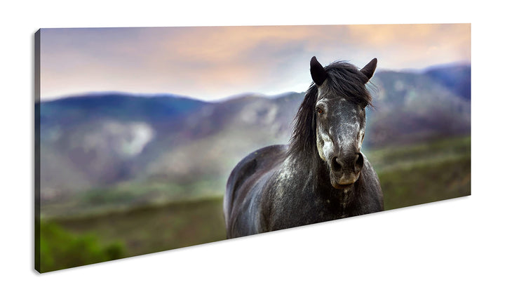 stolzes Pferd Panorama 120x60 cm als Leinwandbild, Motiv fertig gerahmt auf Echtholzrahmen, Hochwert