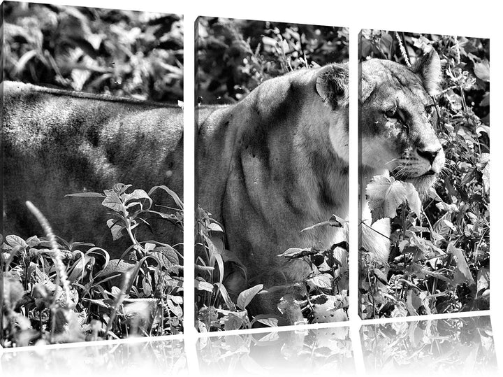 Pixxprint Monocrome, wachsame Löwin 3-Teiler Leinwandbild 120x80 Bild auf Leinwand