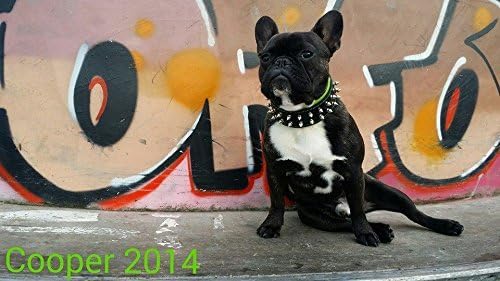 Bestia Frenchie Halsband mit Schraubspitzen. 100% Leder. French Bulldog Design. Mops. Bulldog. Terri