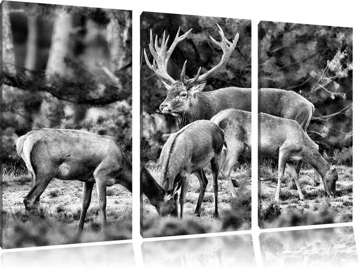 Pixxprint Hirschfamilie auf Waldlichtung als Leinwandbild/Grösse: 3 Teilig (120x80) cm/Wandbild/Kuns